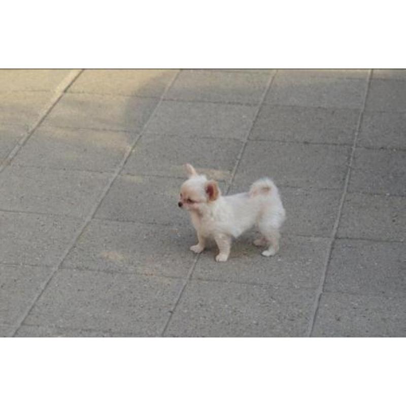2 mooi chihuahua reu puppies met FCI stamboom