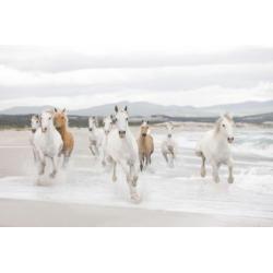 Paarden fotobehang Shire, Paarden vliesbehang strand