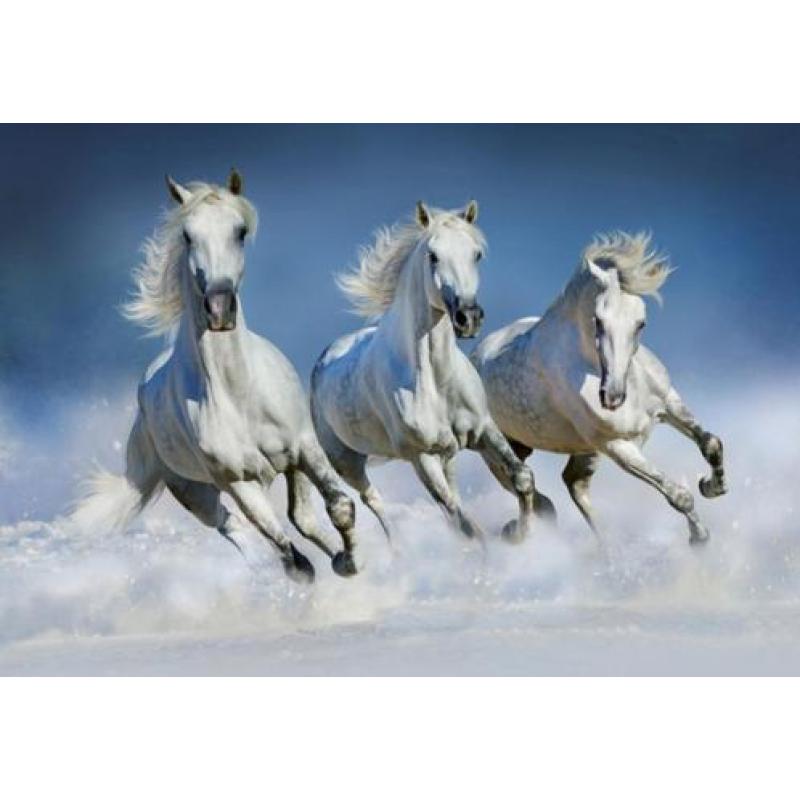 Fotobehang Paard bij de waterval, paarden VLIESbehang